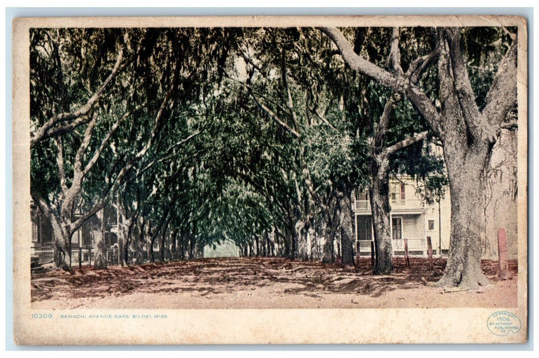 1908 Benach Avenue Oaks Dirt Road Trees Biloxi Mississippi MS Antique Postcard