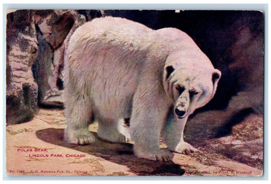 1909 Polar Bear Lincoln Park Chicago Illinois IL, Animals Antique Postcard