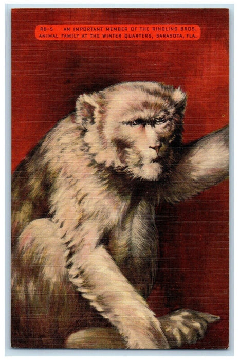 The Ringling Bros. Animal Family At The Winter Quarters Sarasota FL Postcard
