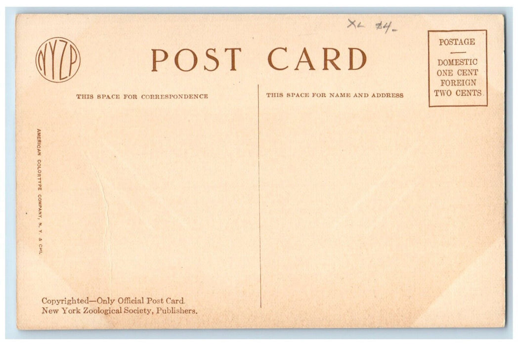 c1910's Small Deer House New York Zoological Park Bronx NY Antique Postcard
