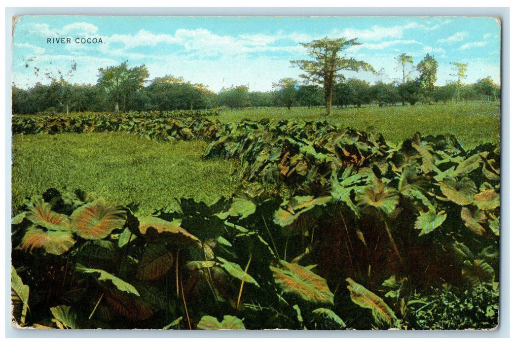 1938 Water Lilly Growing in Farm at River Cocoa Constant Spring Jamaica Postcard