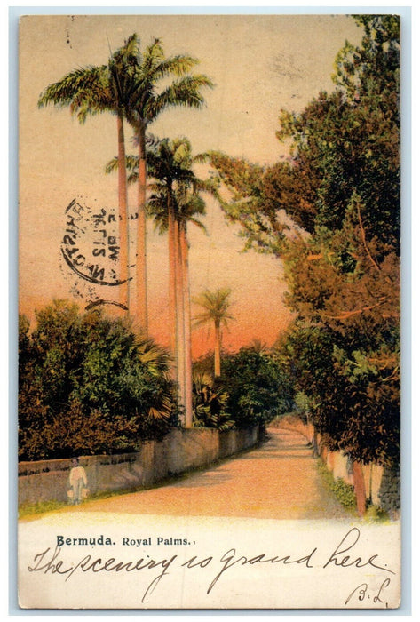 1907 Scene of Road and Trees Royal Palms Bermuda Posted Antique Postcard