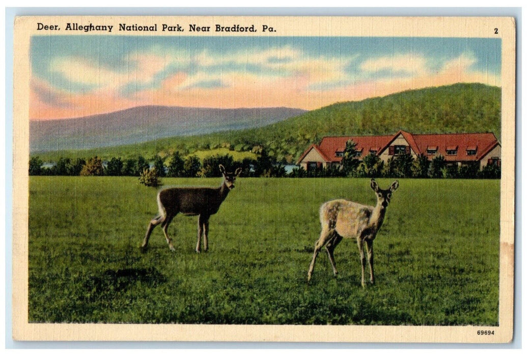 1940 Deer Alleghany National Park Animals Bradford Pennsylvania Antique Postcard