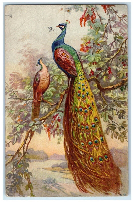 1930 Peacock On Tree Branch Chicago Illinois IL Posted Vintage Postcard