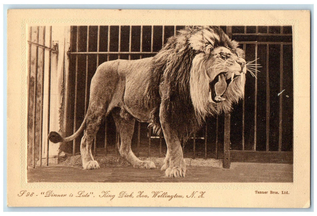 c1940's Lion Growl Dinner is Late King Dick Loo Wellington New Zealand Postcard