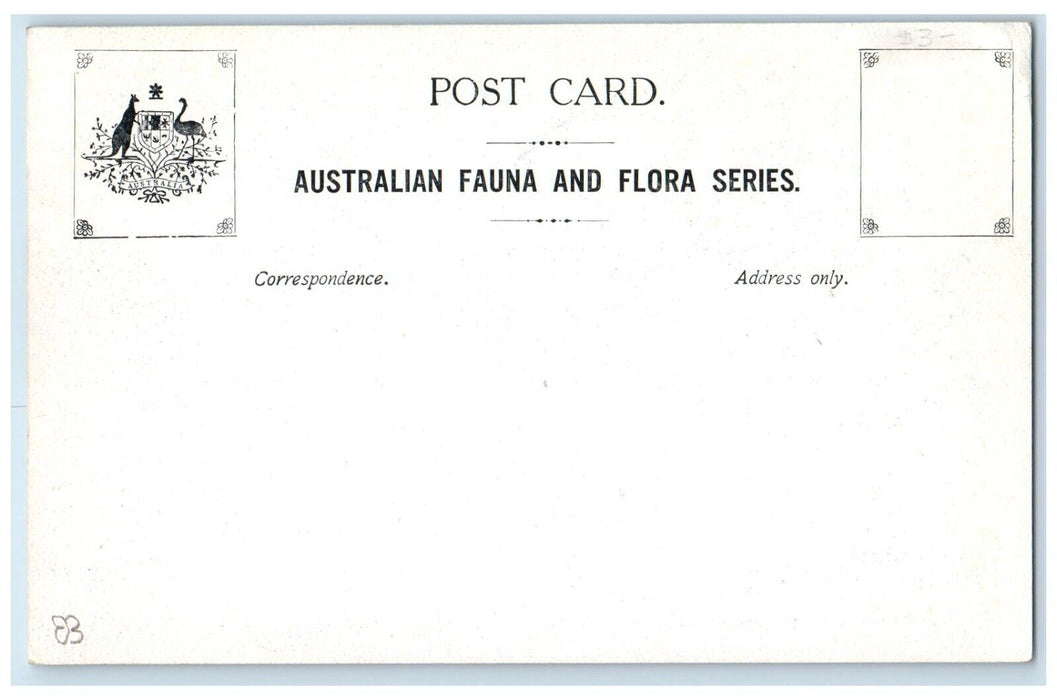 c1910's Australian Fauna Opossum Perey Turner Unposted Antique Postcard