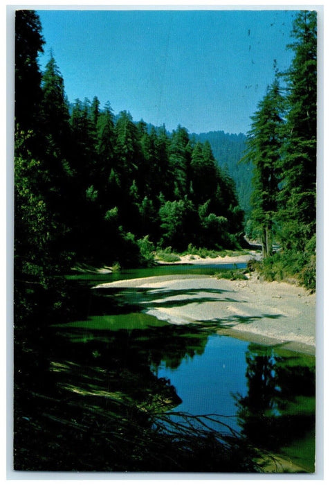 1971 Redwoods Eel River Humboldt Redwoods State Park Washington DC Postcard