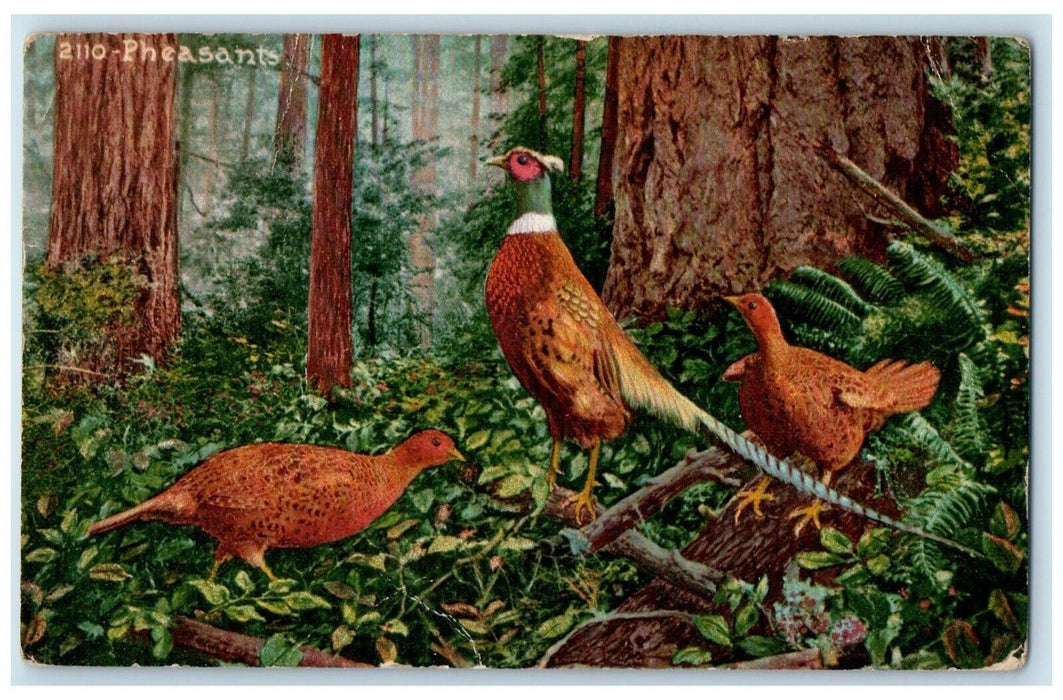 1912 Pheasants Birds Scene In Forest Portland Oregon OR Posted Antique Postcard