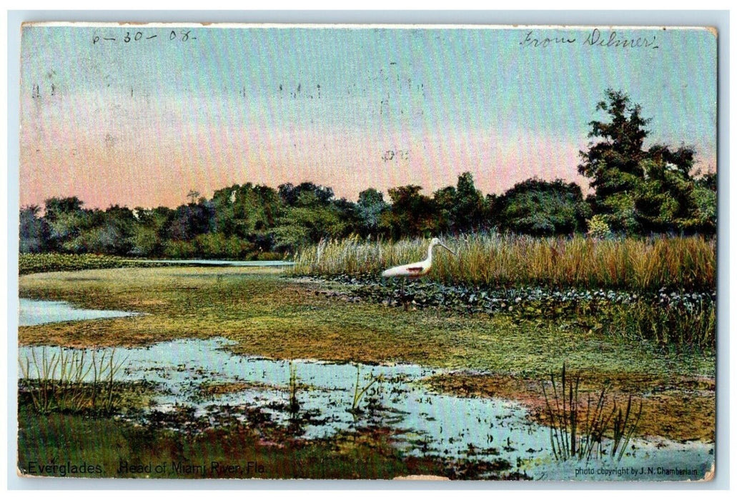 1908 Everglades Read Of Miami River Florida FL, Goose Scene Antique Postcard