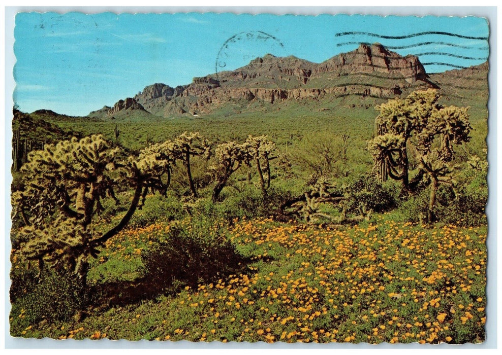 1971 Wild Flowers On A Spring Desert Near Apache Junction Arizona AZ Postcard