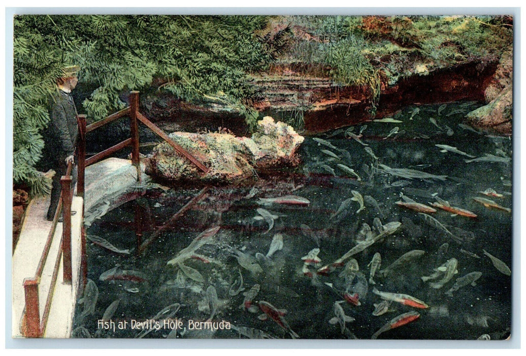 c1910 Viewing of Fish at Devil's Hole Bermuda Unposted Antique Postcard