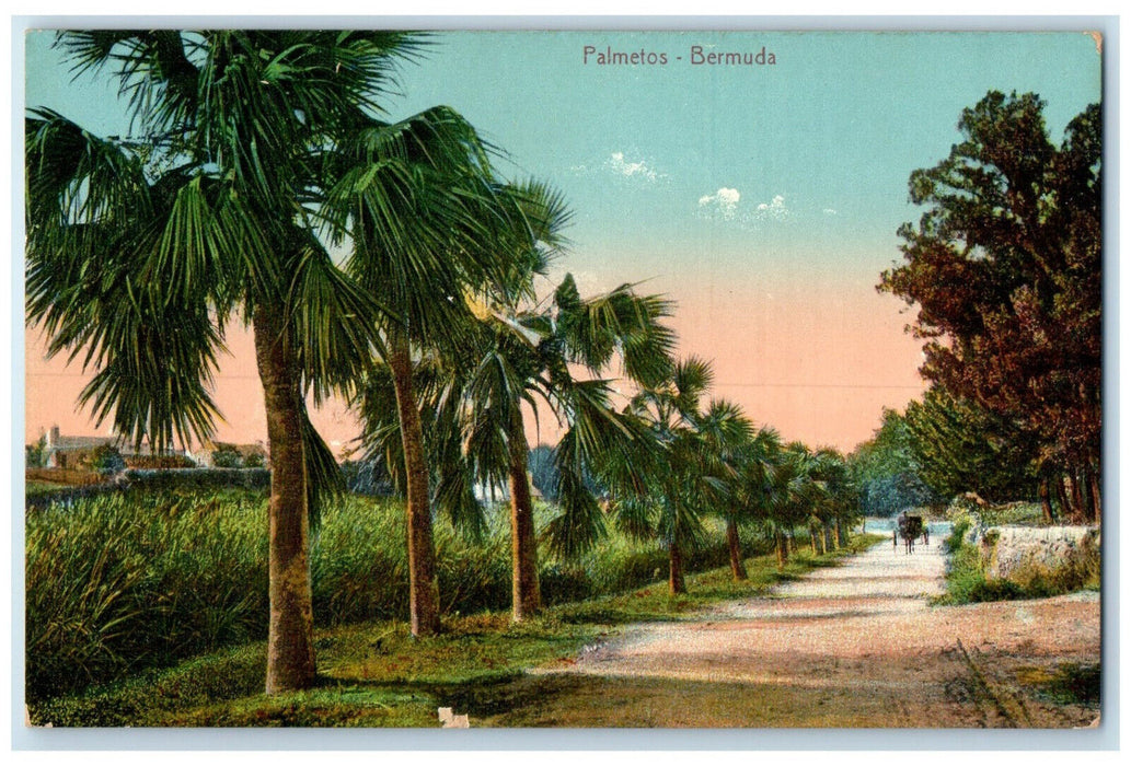 c1910 View of Trees Horse Carriage Palmetos Bermuda Unposted Antique Postcard
