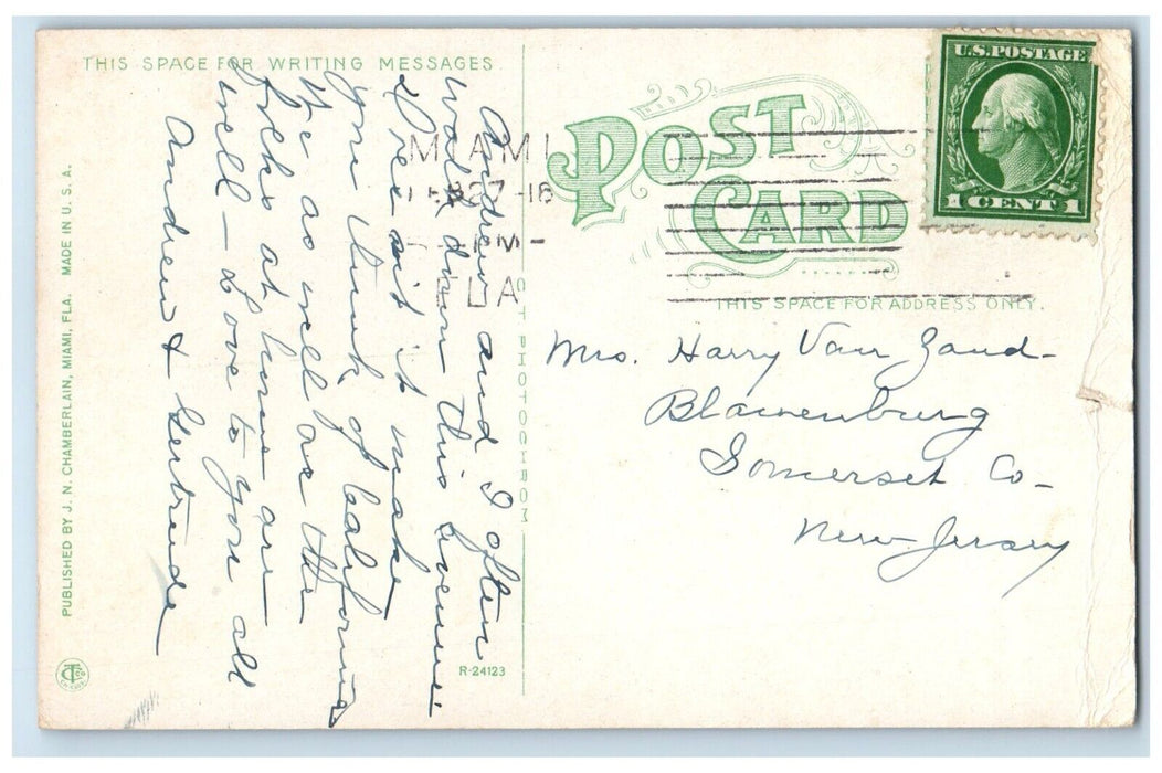 1916 Palm Avenue & Royal Palm Horse Carriage Road Trees Miami Florida Postcard