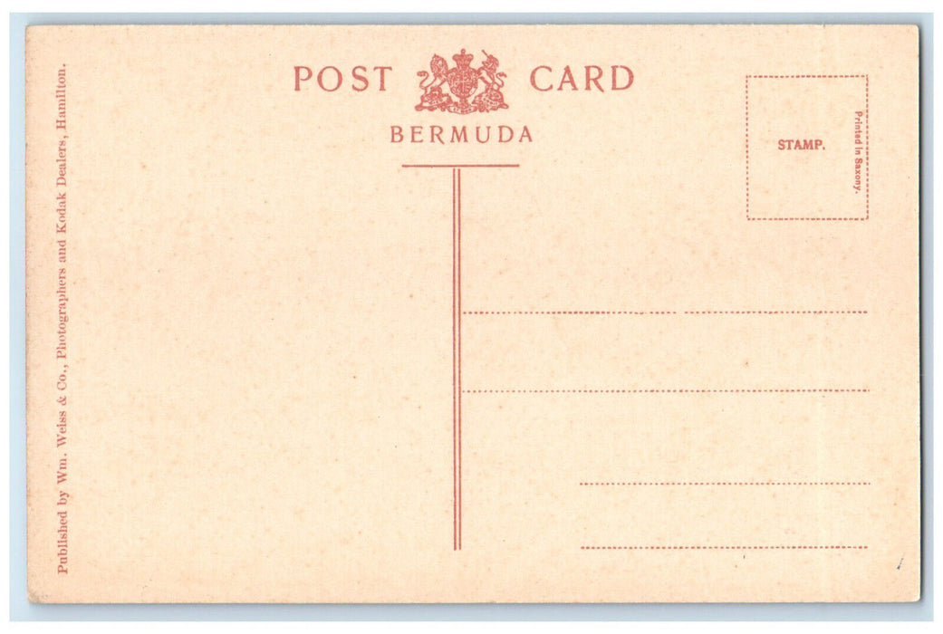 c1910 Old Devonshire Church and Oldest-Cedar-Free Bermuda Antique Postcard