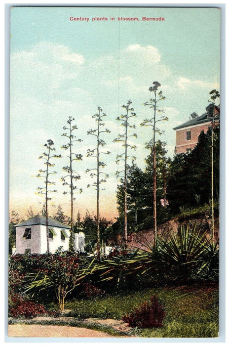 c1910 House View Century Plants in Blossom Bermuda Antique Unposted Postcard