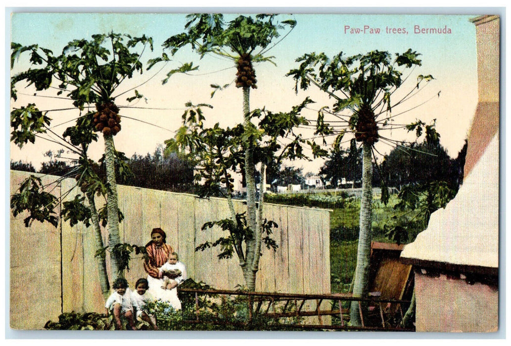 c1910 Mother and Three Children Paw-Paw Trees Bermuda Antique Unposted Postcard