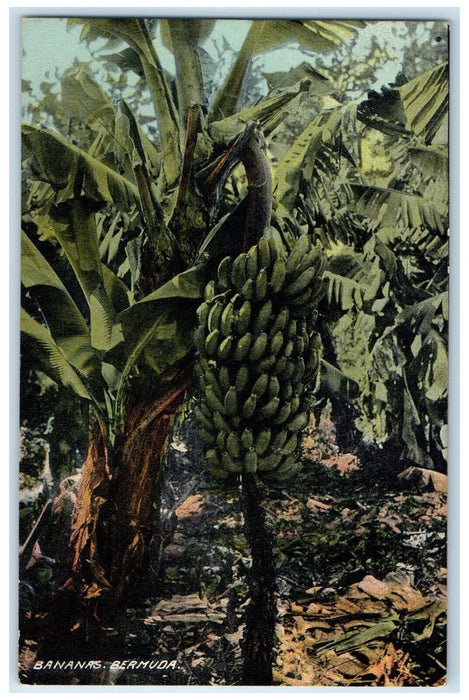 c1910 View of Trees Green Bananas Bermuda Antique Unposted Postcard