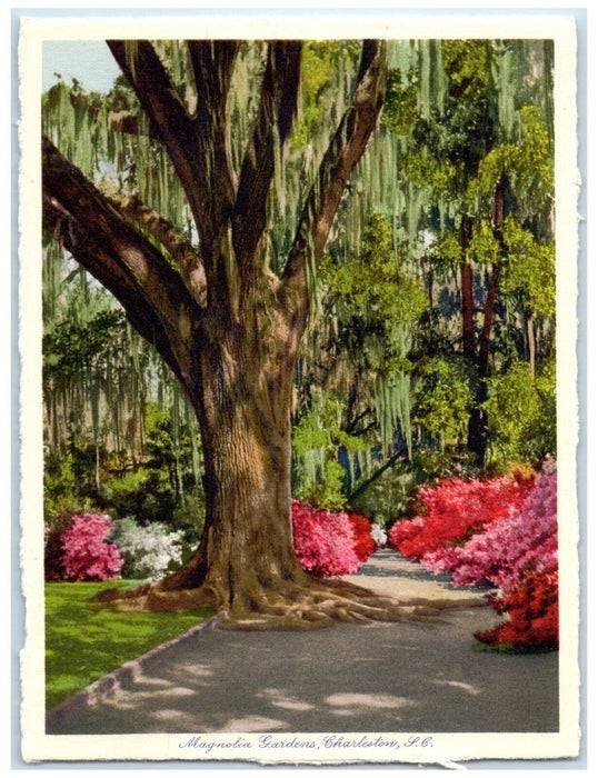 c1930's Magnolia Gardens Charleston South Carolina NC, Trees Vintage Postcard