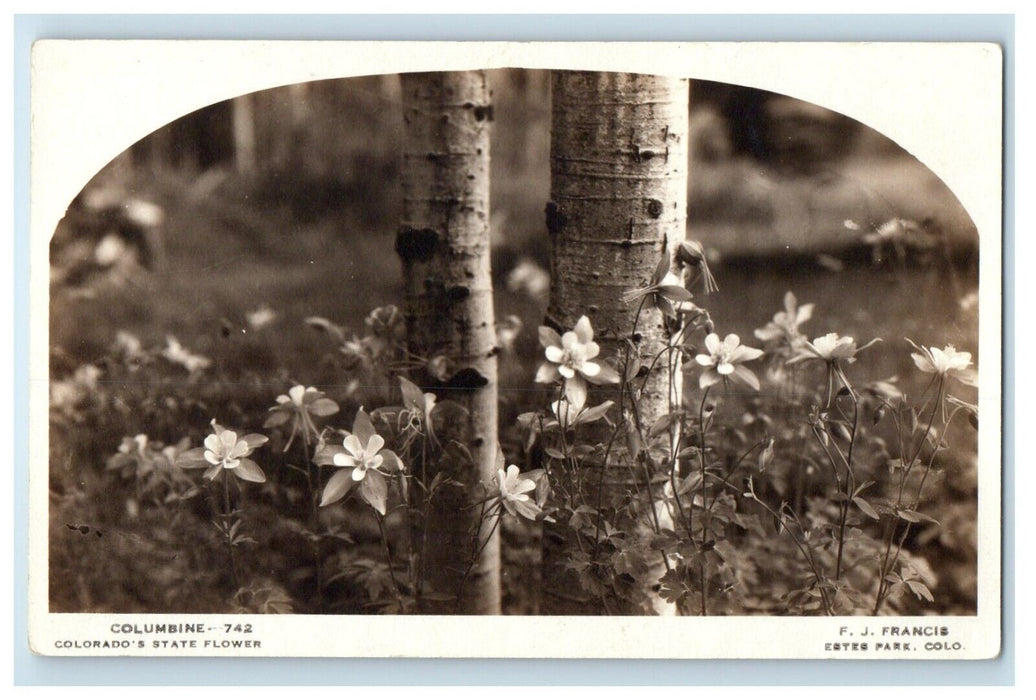c1936 Columbine Colorado State Flower Estes Park CO RPPC Photo Postcard