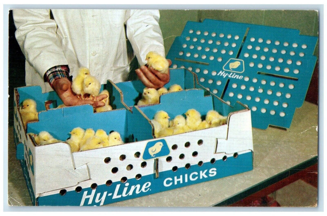 1965 Hy-Line Chicks Advertising Hildreth Franklin Nebraska NE Vintage Postcard