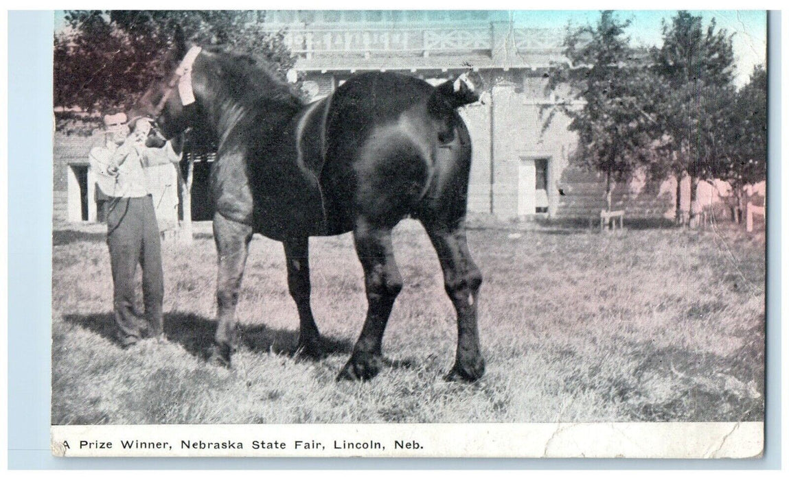 c1910 Horse Prize Winner Nebraska State Fair Lincoln Nebraska NE Posted Postcard