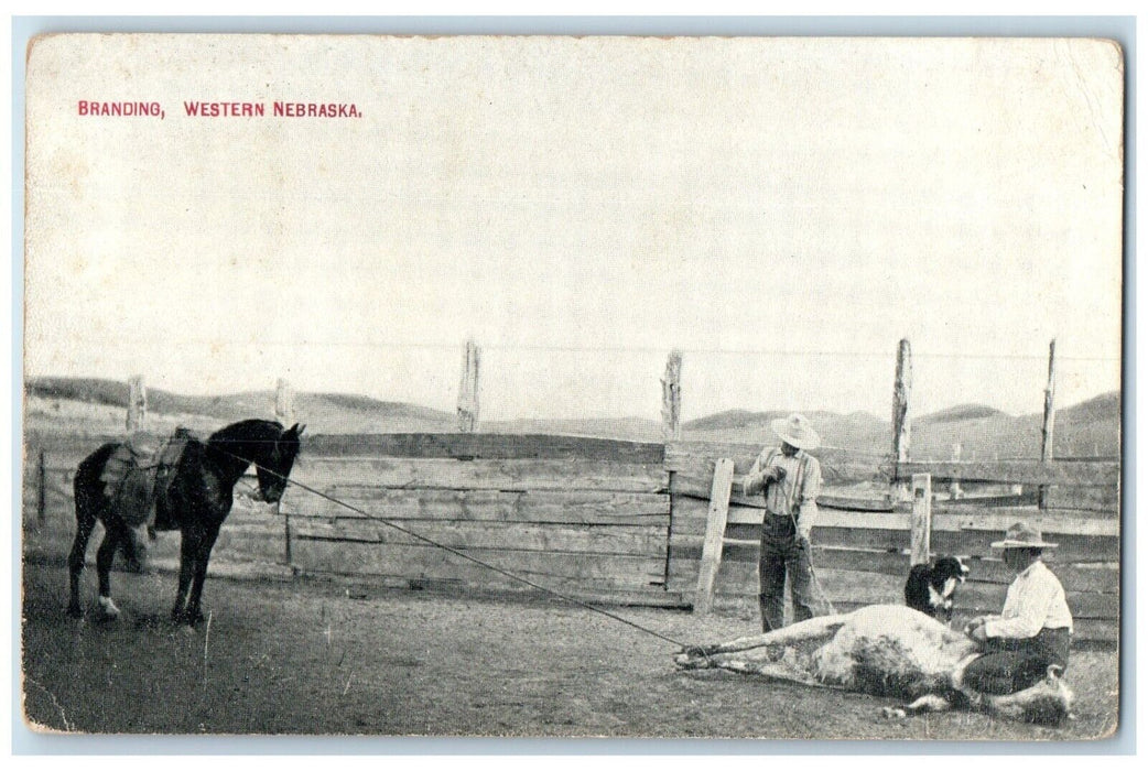 c1910's Branding Cowboys Fence Western Nebraska NE Posted Antique Postcard