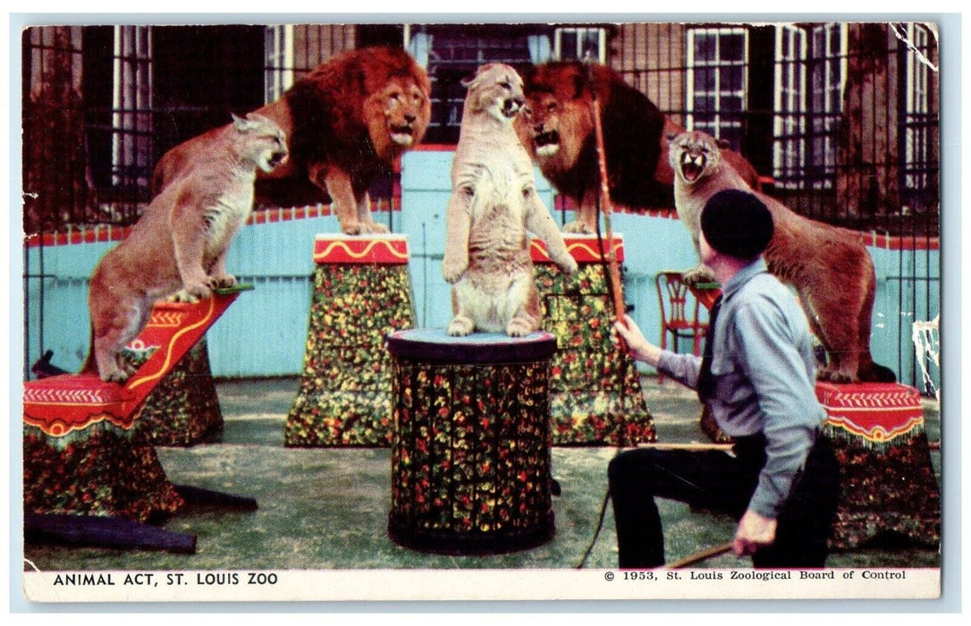 1954 Animal Act St. Louis Zoo Saint Louis Missouri MO Posted Vintage Postcard