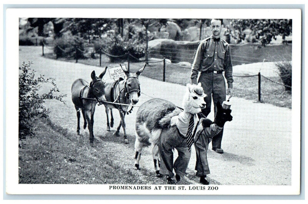 Promenades At The St. Louis Zoo Alpacas Donkey Saint Louis Missouri MO Postcard