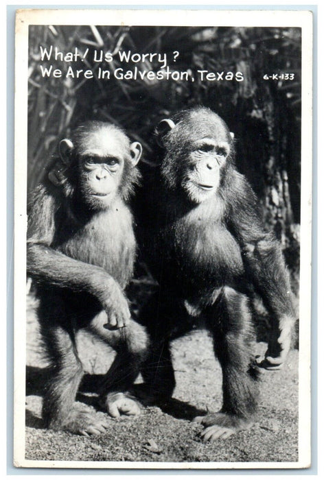 1950 Chimpanzee Monkey We Are In Galveston Texas TX RPPC Photo Vintage Postcard