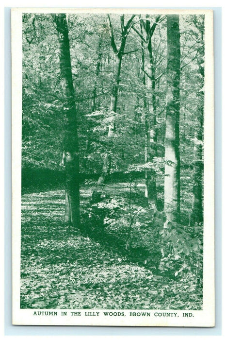 Autumn Lilly Woods Brown County Indiana Vintage Antique Postcard
