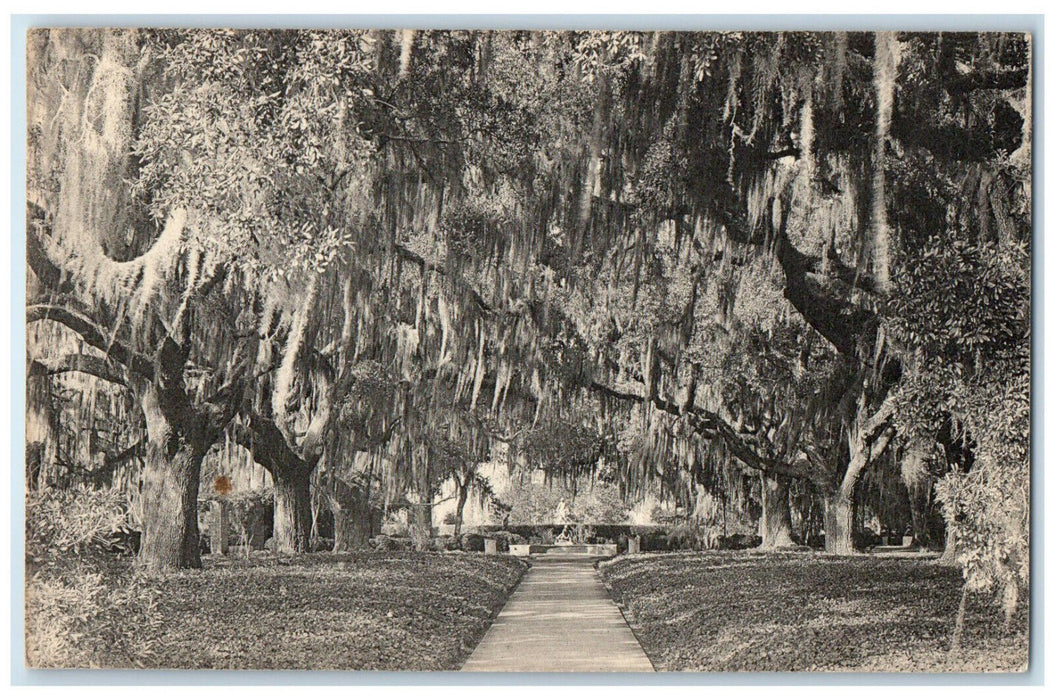 c1940's Live Oak Walk From Garden Entrance South Carolina SC Postcard