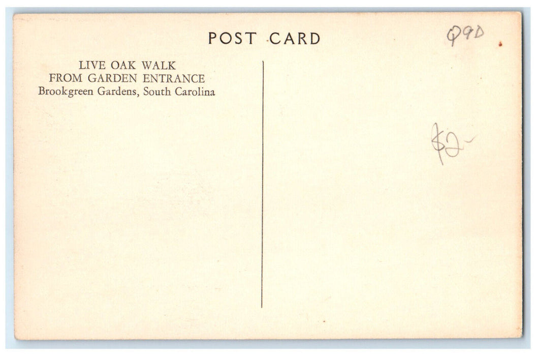 c1940's Live Oak Walk From Garden Entrance South Carolina SC Postcard