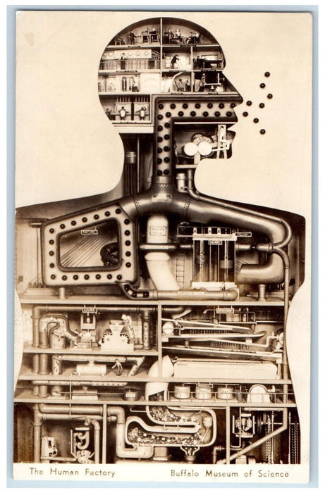 The Human Factory Buffalo Museum Of Science New York NY RPPC Photo Postcard