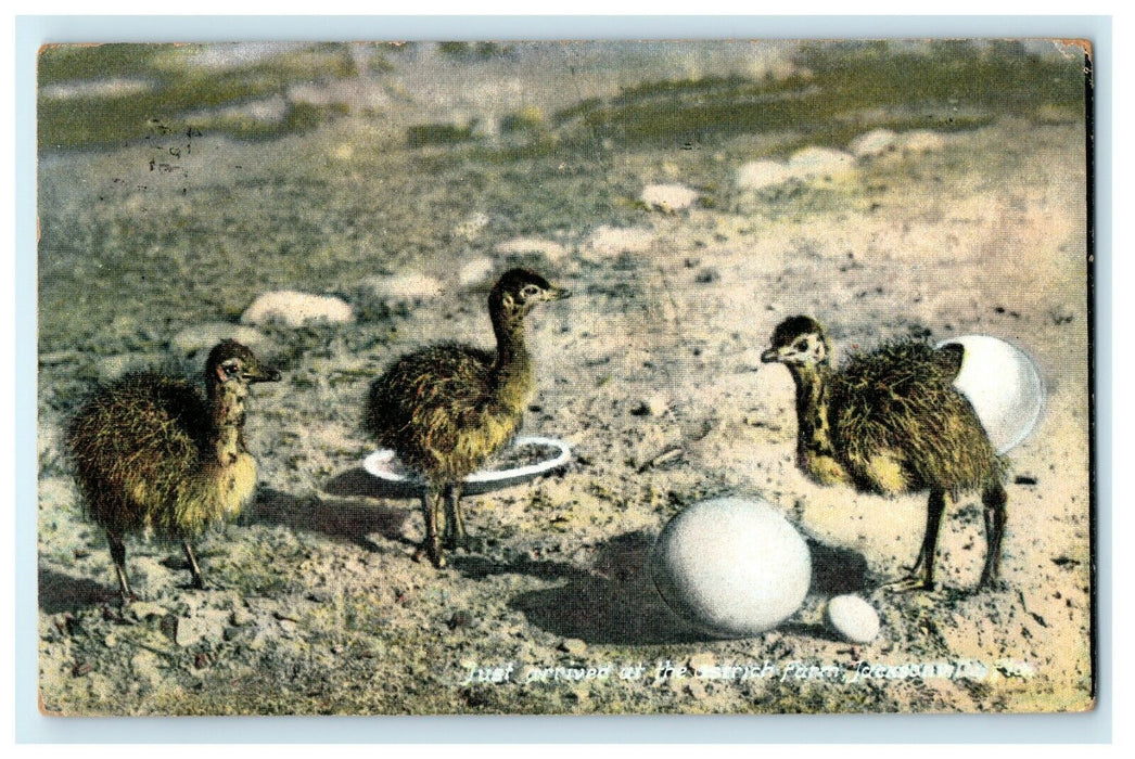 1908 Just Arrived at Ostrich Farm, Jacksonville Florida FL Antique Postcard