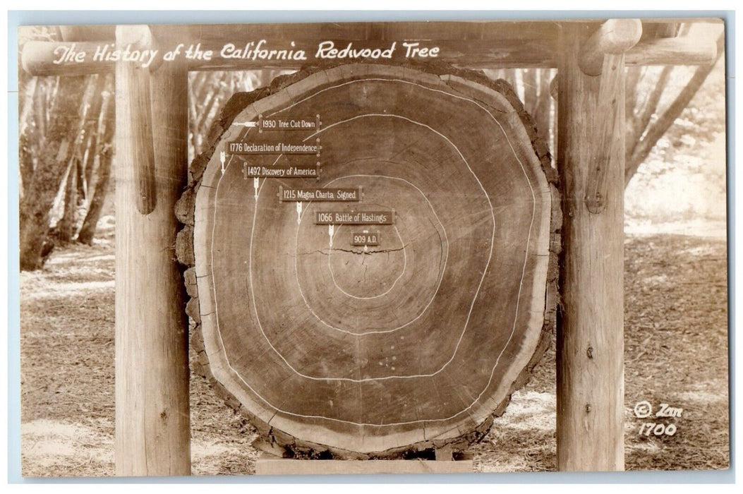 1939 History Of California Redwood Tree Del Monte California RPPC Photo Postcard