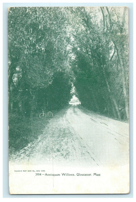 1905 Annisquam Willows, Gloucester, Massachusetts MA Postcard