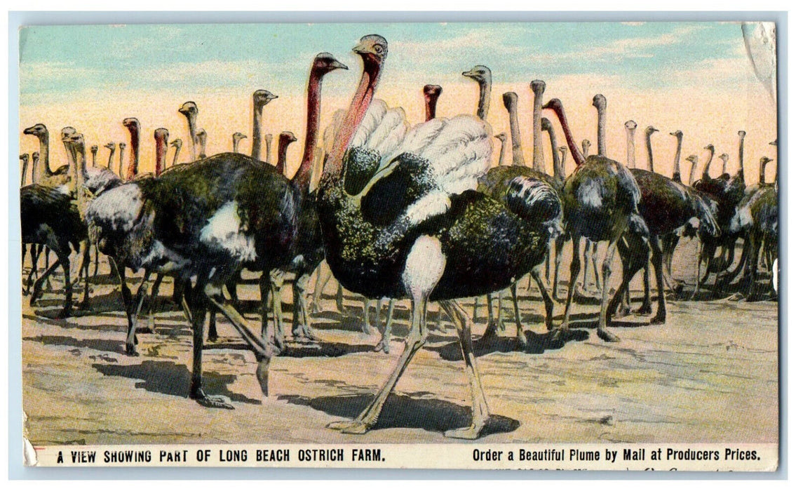 View Showing  Part Of Long Beach Ostrich Farm California CA Advertising Postcard