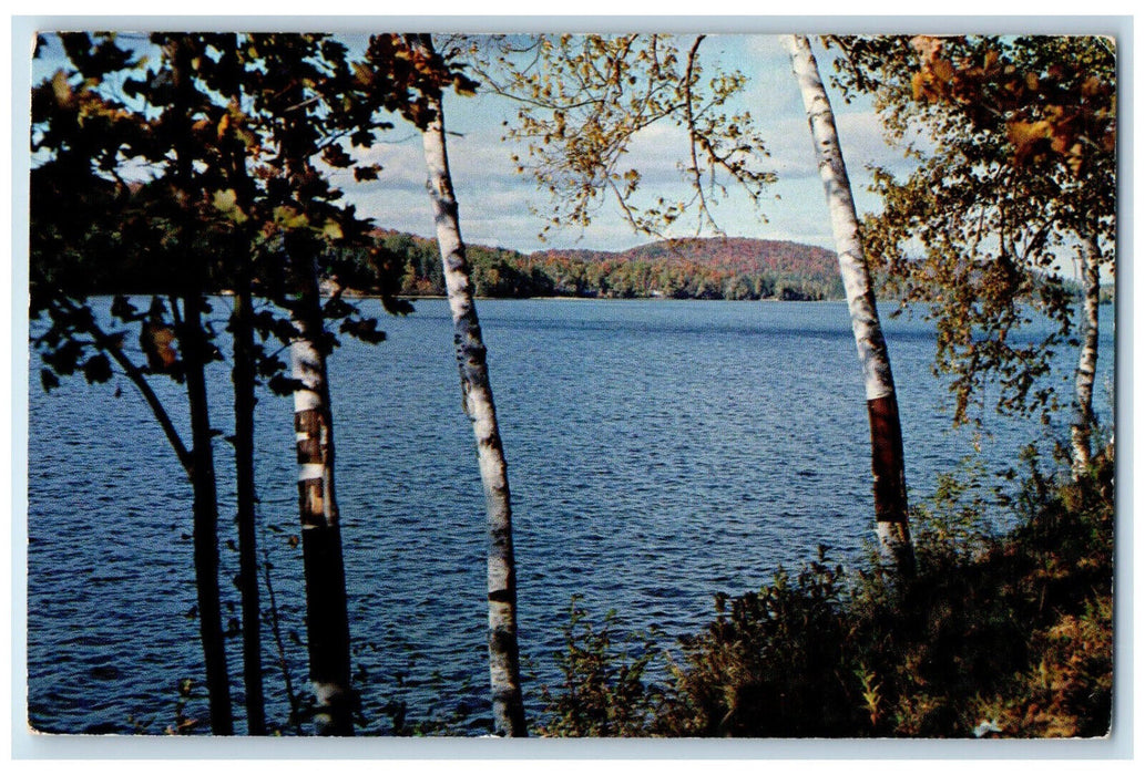 c1960's Among The Birches Ontario Vacationland Series Apsley Canada Postcard
