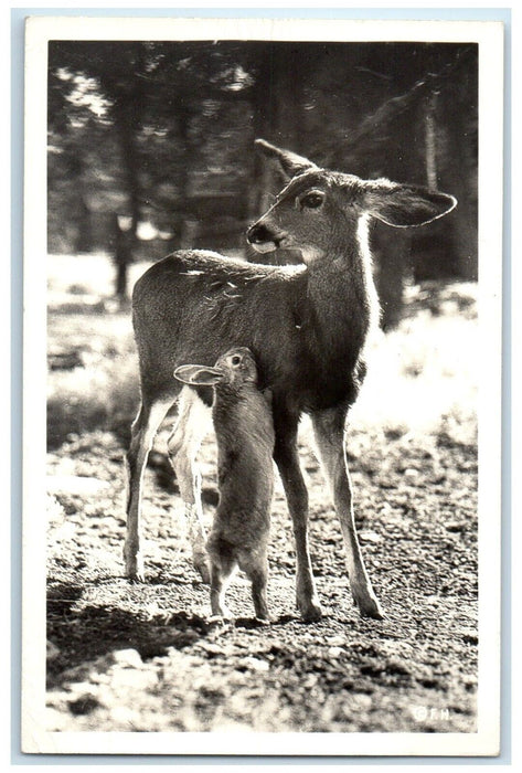 1947 Deer In Winter Peach Spring Arizona AZ RPPC Photo Posted Vintage Postcard