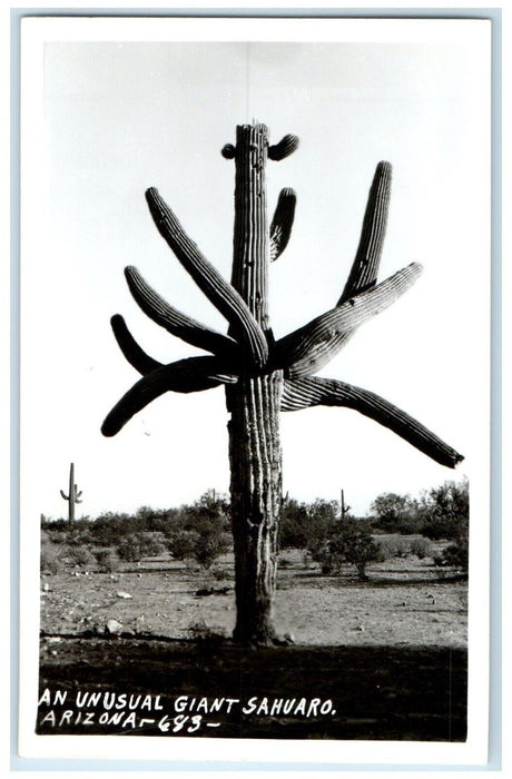 c1940's An Usual Giant Sahuaro Arizona AZ RPPC Photo Unposted Vintage Postcard