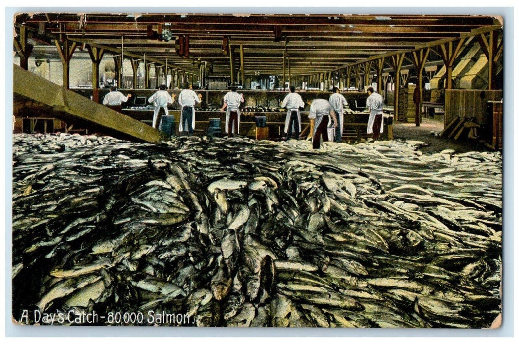 1913 A Day's Catch 80000 Salmon Pasadena California CA Antique Posted Postcard