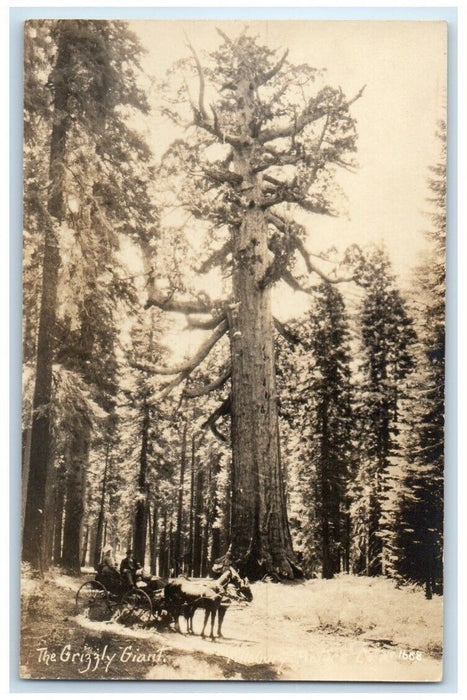 c1918 The Grizzly Giant Tree Mariposa Grove Yosemite CA RPPC Photo Postcard