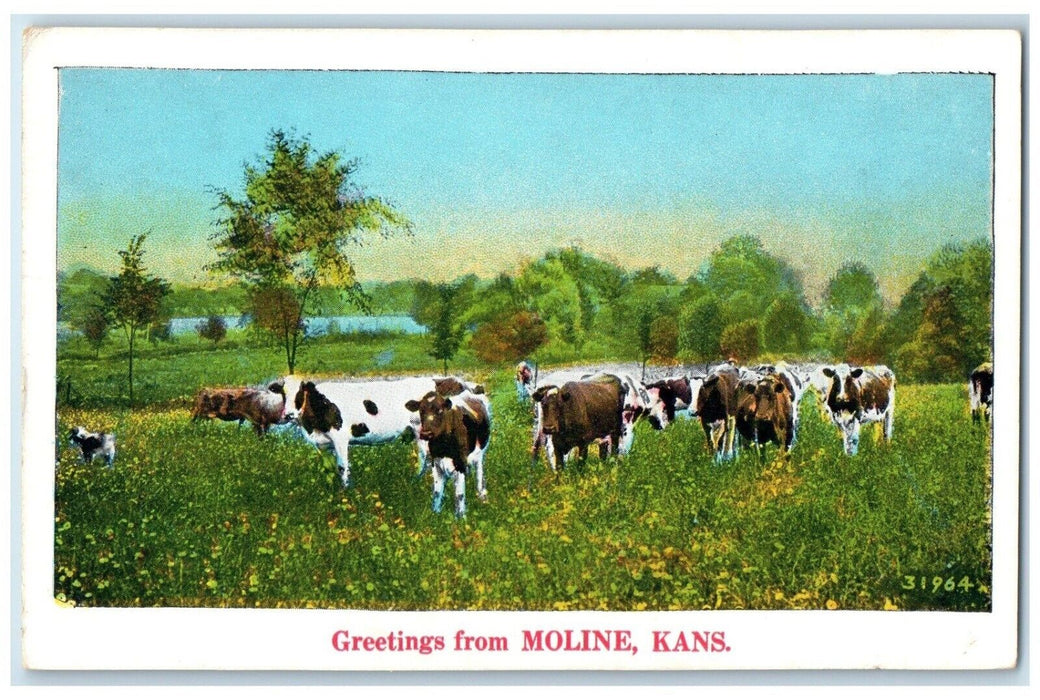 c1920 Greetings From Cow Herd Grass Field Moline Kansas Vintage Antique Postcard