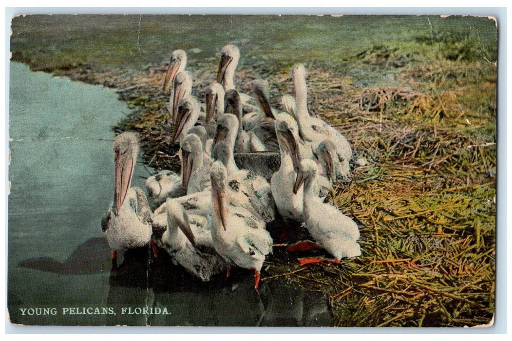 1917 Scene of Young Pelicans Lemon City Florida FL Antique Possted Postcard