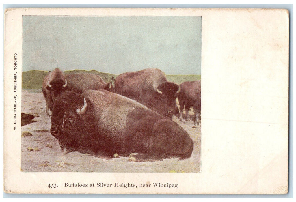 c1910 Buffaloes at Silver Heights Near Winnipeg Manitoba Canada Postcard