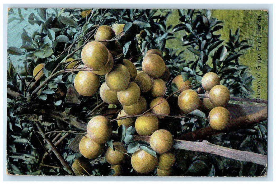 1909 View Of Clusters Of Grape Fruit Edinboro Florida FL Posted Antique Postcard
