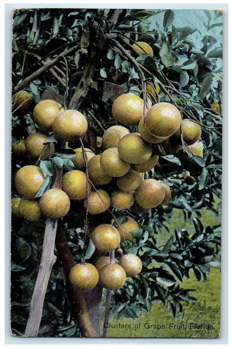 1909 View Of Clusters Of Grape Fruit Edinboro Florida FL Posted Antique Postcard