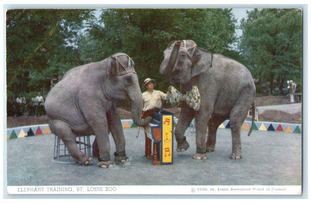 c1960 Elephant Training St Louis Zoo St Louis Missouri Unposted Vintage Postcard