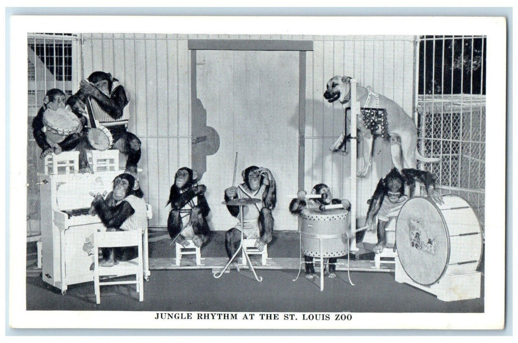 1940 Jungle Rhythm St Louis Zoo Chimpanzee St Louis Missouri MO Vintage Postcard