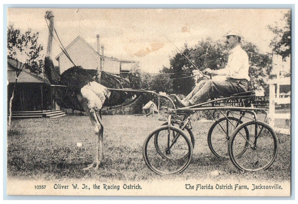 c1905 Oliver W. Jr. The Racing Ostrich Farm Jacksonville Florida FL Postcard